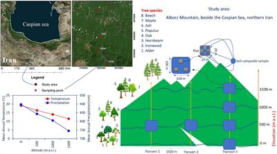 Distribution of Soil Extracellular Enzymatic, Microbial, and Biological Functions in the C and N-Cycle Pathways Along a Forest Altitudinal Gradient